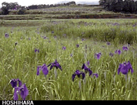 ハナショウブ（花菖蒲）